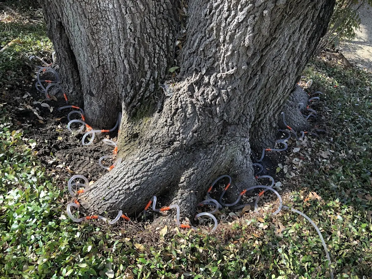 Detailed Tree Cabling and Bracing job site in Greenville